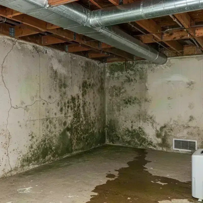 Professional Mold Removal in Hart, TX